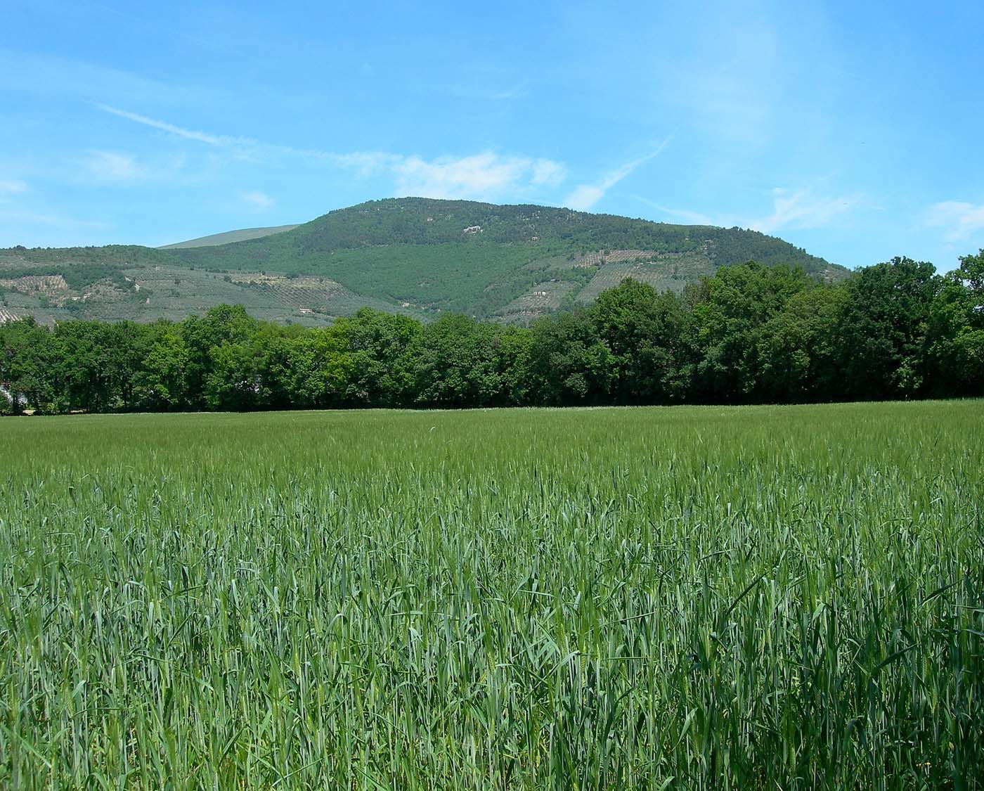 Organic Farm - Umbria