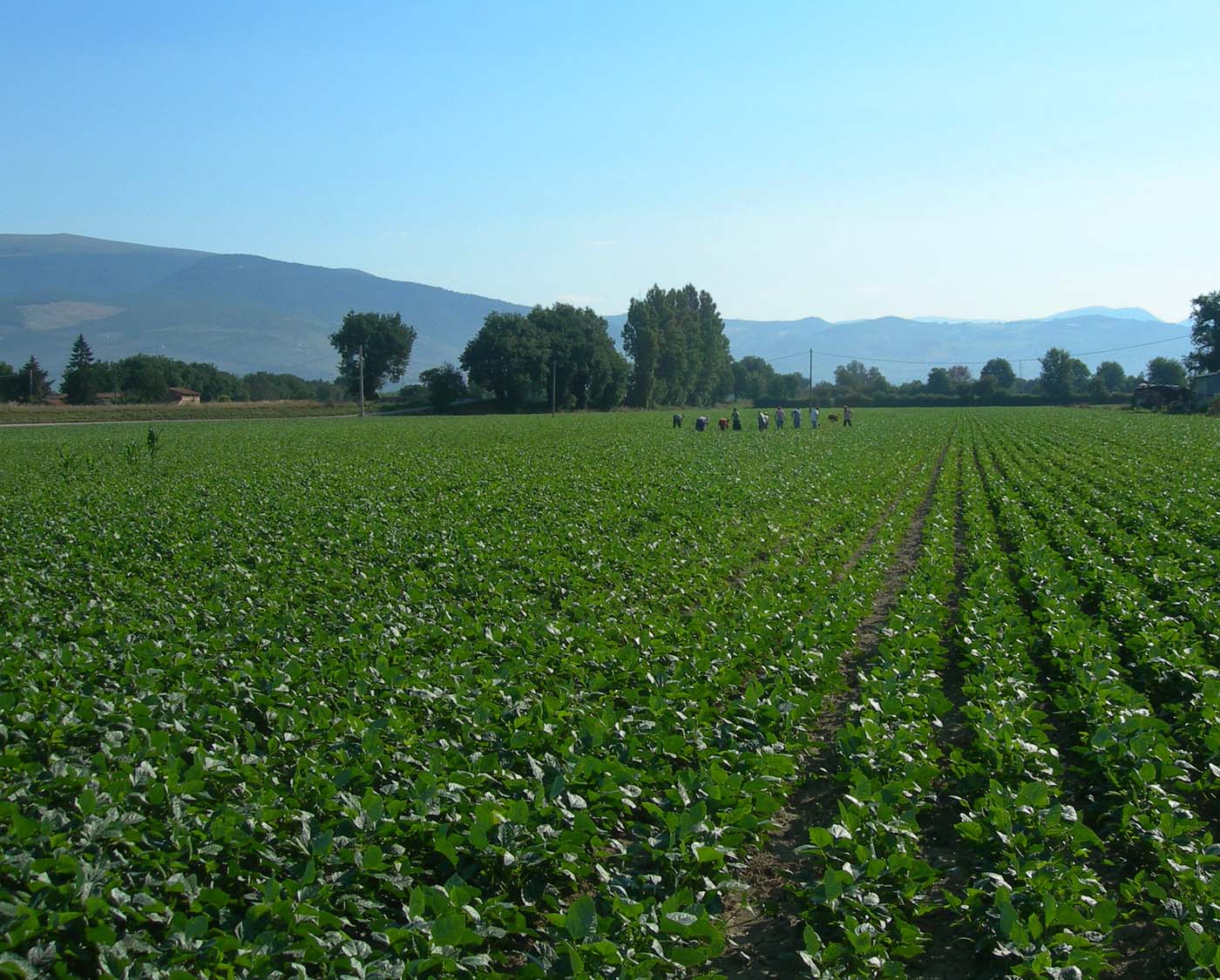 Organic Farm - Umbria